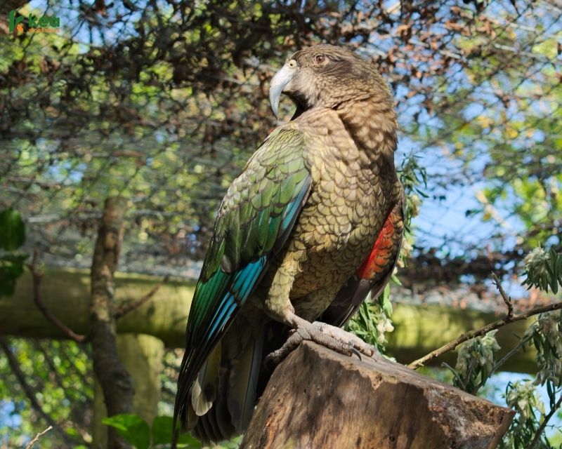 The Kea Bird - New Zealand's Alpine Parrot